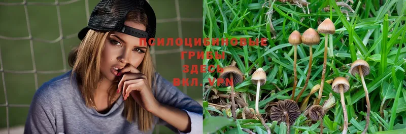 хочу наркоту  hydra ссылки  Псилоцибиновые грибы MAGIC MUSHROOMS  Канск 